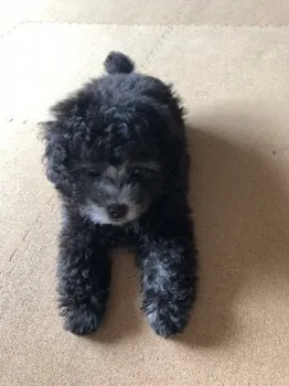 K.M 様のお迎えした子犬