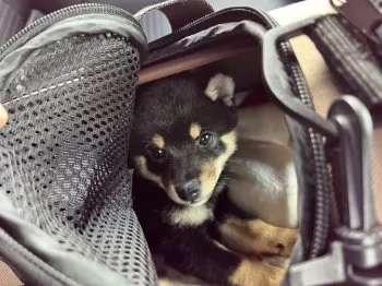 Y,M 様のお迎えした子犬