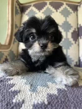 ヤマキング 様のお迎えした子犬