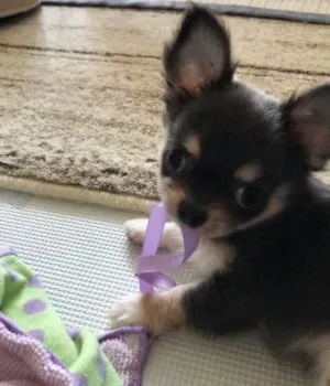 てんつくてん 様のお迎えした子犬