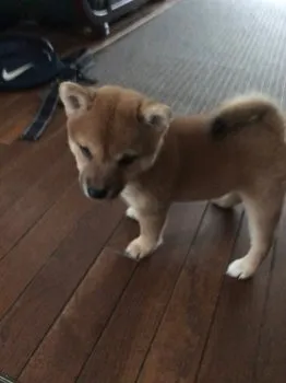 ちゃこちゃんママ 様のお迎えした子犬