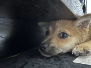 S.M 様のお迎えした子犬