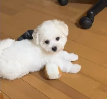 ひでちゃん 様のお迎えした子犬