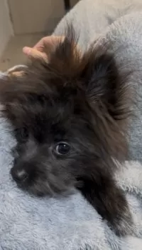 S.Y 様のお迎えした子犬