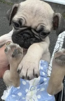 maruni1028 様のお迎えした子犬