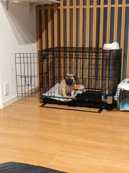 もんちゃんママ 様のお迎えした子犬