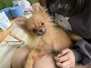 H.Y 様のお迎えした子犬