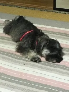ユリス 様のお迎えした子犬