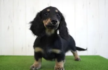 R.M 様のお迎えした子犬