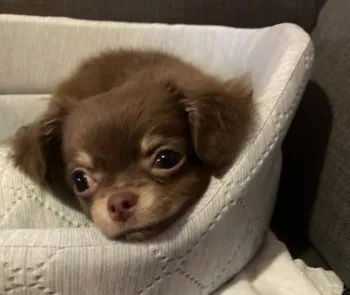 nina 様のお迎えした子犬