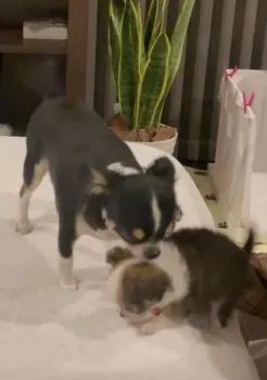 こた&らび 様のお迎えした子犬