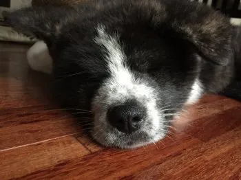 せんべい 様のお迎えした子犬