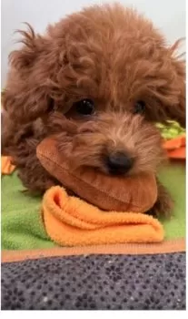 M.T 様のお迎えした子犬