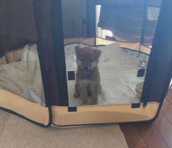 FN 様のお迎えした子犬
