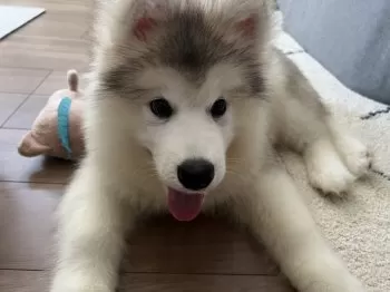 らむね 様のお迎えした子犬
