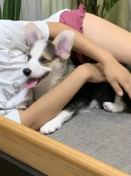 M.M 様のお迎えした子犬