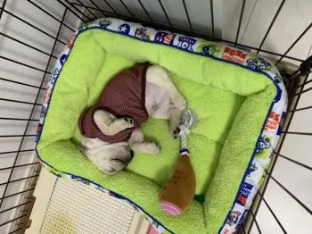 ririryu 様のお迎えした子犬