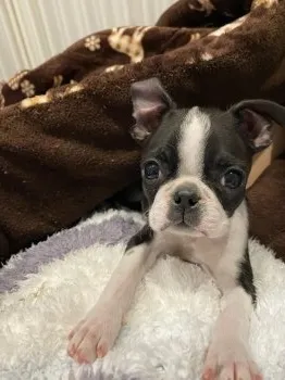 かず 様のお迎えした子犬