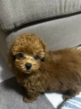 むぎママ 様のお迎えした子犬