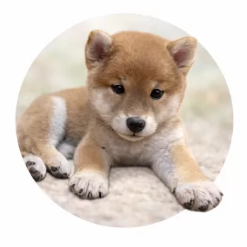 A.A 様のお迎えした子犬