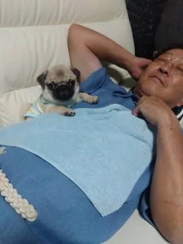 BIG PAPA 様のお迎えした子犬