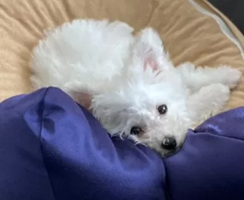 チャチャ 様のお迎えした子犬