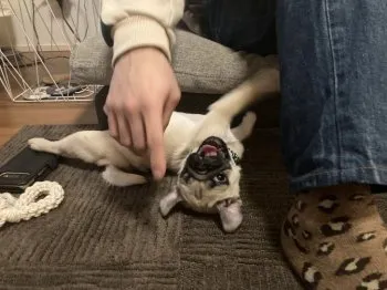 ふな 様のお迎えした子犬