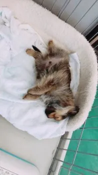 まんまる 様のお迎えした子犬