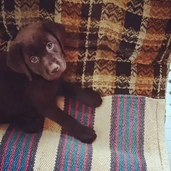 松尾健 様のお迎えした子犬