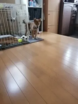 AM 様のお迎えした子犬