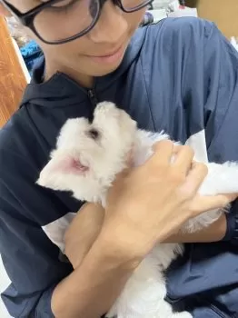 ちゃび 様のお迎えした子犬