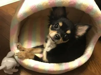 まつ 様のお迎えした子犬