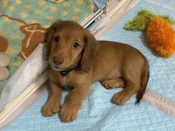 ごまちゃん 様のお迎えした子犬