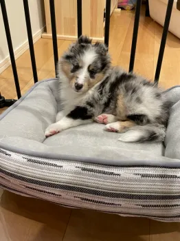 ちぃ 様のお迎えした子犬