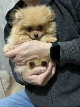 T.K 様のお迎えした子犬