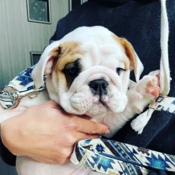 TN 様のお迎えした子犬