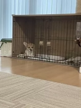 S.K 様のお迎えした子犬