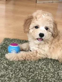 ぽちこ 様のお迎えした子犬