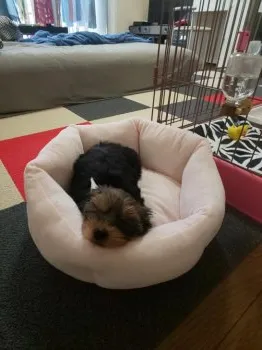 S.Sララっち 様のお迎えした子犬