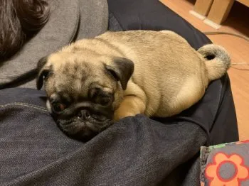 K.K 様のお迎えした子犬