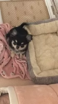 N.I 様のお迎えした子犬