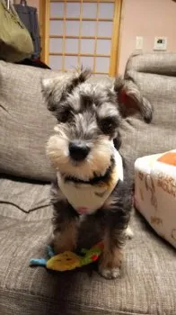 サラママ 様のお迎えした子犬