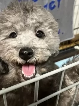 ペックロックママ 様のお迎えした子犬