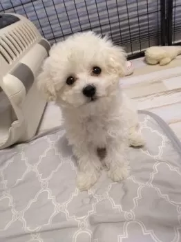 I.M 様のお迎えした子犬