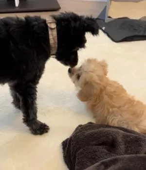 T.H 様のお迎えした子犬
