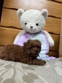 プリン 様のお迎えした子犬