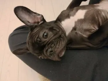 キリ 様のお迎えした子犬