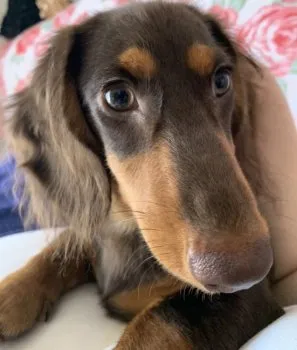 clover 様のお迎えした子犬