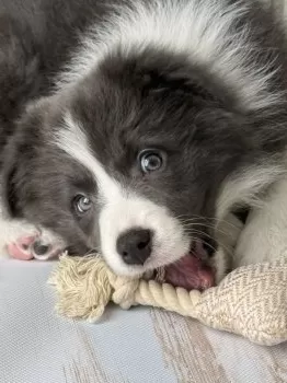 Y.M 様のお迎えした子犬