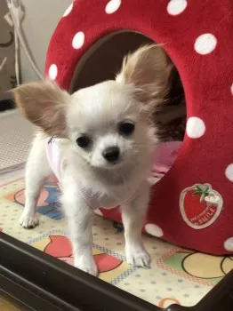 Hana mama987 様のお迎えした子犬